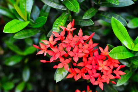 is ixora a perennial.